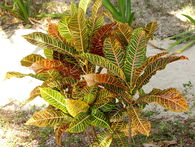 کرچک هندی ,کدیاتم,حب السلاطین, تارفل,Petra